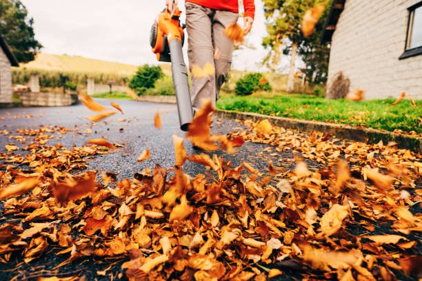 yard cleanup port moody - astragreen lawn care
