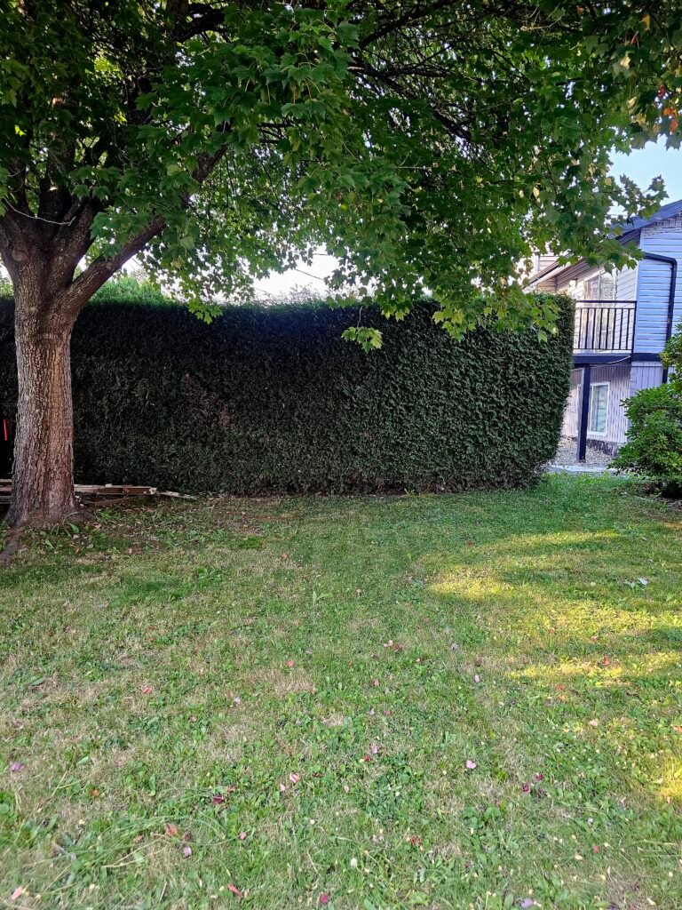 lawn mowing services port moody bc - astragreen lawn care