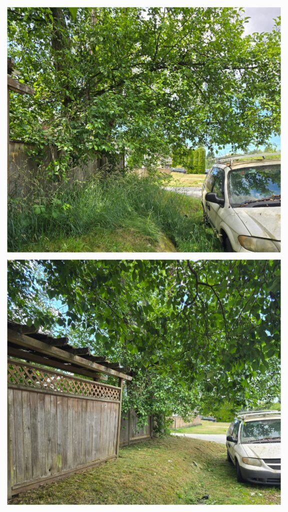 Grass cutting port moody - astragreen lawn care